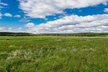 Landscape with a meadow in front of forest