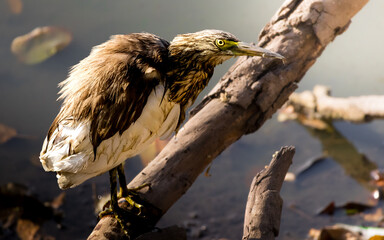 A pond heron stands motionless at the water's edge, its streaked brown plumage blending seamlessly with the muddy shallows
