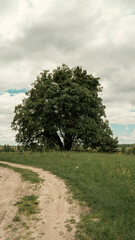 Big old oak tree near ground round in the field