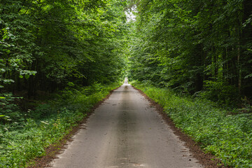 Fototapeta premium Straight asphalt road through a green forest