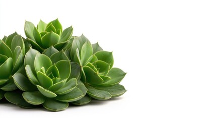Fototapeta premium Lush green succulents on white background, ideal for wellness design