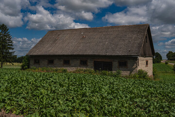 old agricultural building covered with eternit in the middle of a sugar beet field