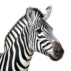 Fototapeta na wymiar Zebra head and mane closeup in bold lighting