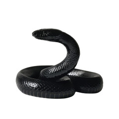 Majestic Black Mamba in dramatic lighting on white background