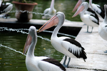 A group of pelicans standing along a stone path beside a tranquil waterway, their large bills highlighted in the foreground. 