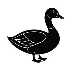 duck isolated on white background