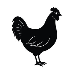 rooster isolated on white