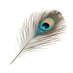 Obraz premium Single peacock feather closeup on Transparent background with studio lighting emphasizing texture and colors