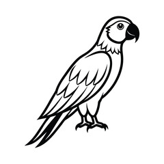 parrot on a white background