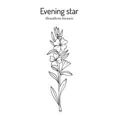 Evening primrose (Oenothera biennis), or suncups, sundrops, ornamental and medicinal plant. Hand drawn botanical vector illustration