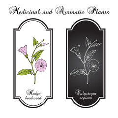 Hedge bindweed (Calystegia sepium), edible and medicinal plant. Hand drawn botanical vector illustration