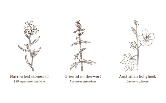Collection of edible and medicinal plants. Hand drawn botanical vector illustration