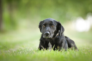 Spring portrait of dog in nature. He is so cute in the nature. He has so lovely face	