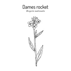 Dames rocket (Hesperis matronalis), ornamental and medicinal plant. Hand drawn botanical vector illustration