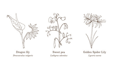 Collection of edible and medicinal plants. Hand drawn botanical vector illustration