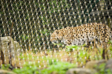 leopard walking behind a wire fence in what appears to be a zoo or wildlife enclosure. The fence,...