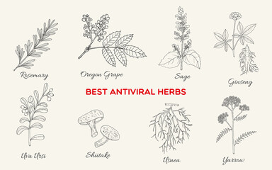 Collection of best herbs with antiviral activity. Hand drawn botanical vector illustration