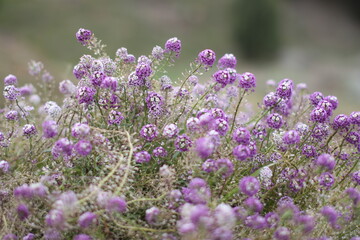 Fototapeta premium Autumn Flowers in Misty Gray Background