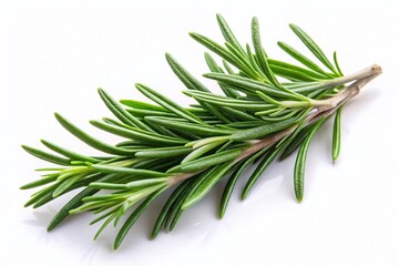Fototapeta premium Fresh Rosemary Sprig Isolated on White Background - Vintage Style Photo