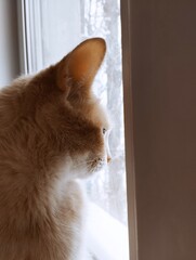 Ginger cat gazing out of a snowy window