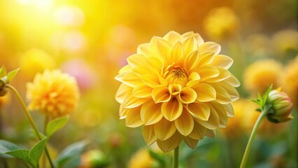 Fototapeta premium Dalia flower blooming in a vibrant yellow garden, with delicate petals unfolding and releasing sweet fragrance into the air