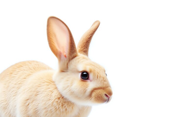 Obraz premium close up of a rabbit on a white background