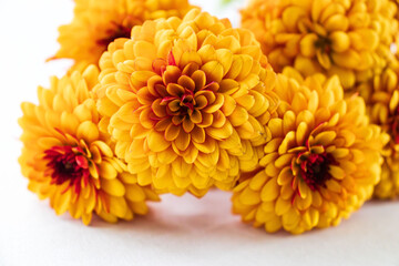 Yellow terry zinnia flower on the white background macro