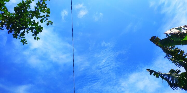 Wide Angle View of a Clear Blue Sky with Fluffy Clouds, Framed by Green Foliage, Natural Outdoor Setting, Perfect for Nature and Sky Photography Collections