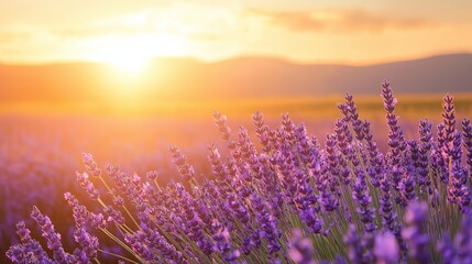 Obraz premium A field of lavender swaying gently under a golden sunset.