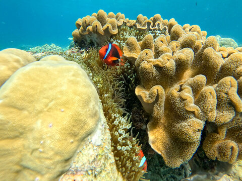 Ocellaris clownfish featured in the films, spotted in Apo Island near Siquijor, Philippines	
