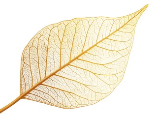 Obraz premium Translucent Autumn Leaf Closeup