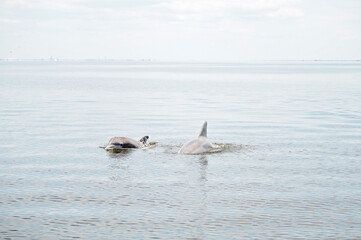 Fototapeta premium Two dolphins swim and surface in calm ocean waters