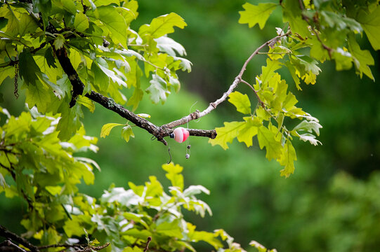 A fishing bobber and hook tangled in a tree branch among green leaves