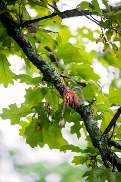 A colorful fishing lure tangled in a tree branch among green leaves
