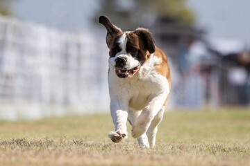 Obraz premium Saint Bernard Running Lure Course Sprint Dog Sport