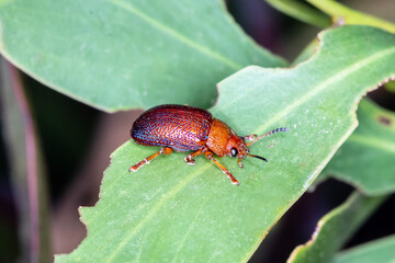 Calomela ioptera - Beautiful Australian Beetle