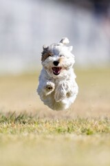 Biewer Terrier Running Lure Course Sprint Dog Sport