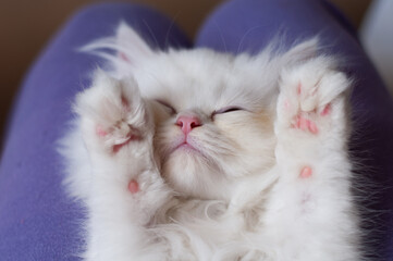 Adorable white kitten asleep on lap
