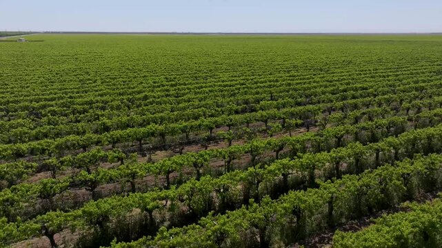 Aerial view of large commercial farm trellised crop rows