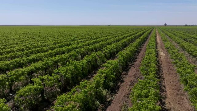 Aerial view moving across trellised crops on California farmland