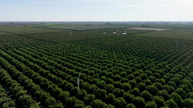 Expansive aerial overview of commercial citrus orange orchards