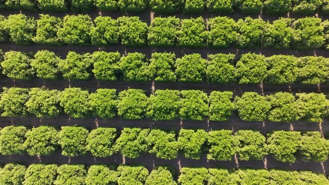 Overhead view of rows of citrus orange tree orchard rows
