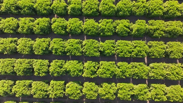 Panning overhead rows of citrus orange tree orchard rows