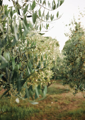 Sunny morning in olive garden