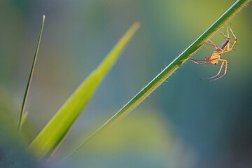 Grass lynx spider on a blade of grass in Thailand