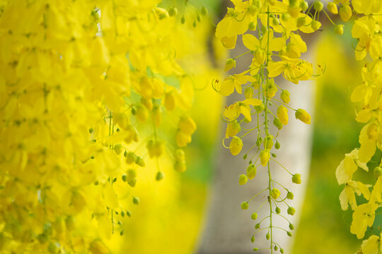 Flowers of golden shower tree (Cassia fistula) - Powered by Adobe