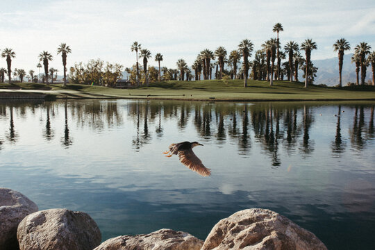 Tranquil Golf Course Oasis with Flying Duck Over Water