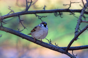 portrait of a sparrow on a branch (Passer montanus)