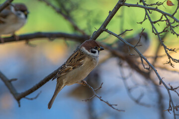 sparrow on a branch of a plant (Passer montanus)