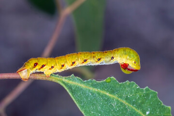 Genus Capusa Caterpillar